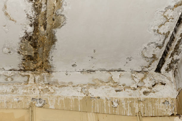 Best Post-Construction Mold Inspection  in Reedley, CA