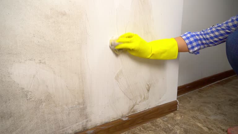Professional Mold Removal in Reedley, CA